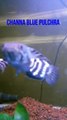 Channa Blue Pulchra