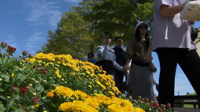 푸른 하늘과 가을꽃의 향연...순천만 국제정원 박람회 750만 명 돌파 / YTN