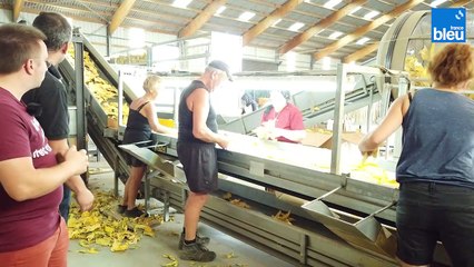 Tri qualité du tabac à Weyersheim avec Nicolas Zilliox 4/5