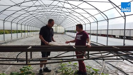 La production de tabac à Weyersheim avec Nicolas Zilliox 2/5