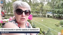 Dziki problem Gdyni / Dziennik Bałtycki