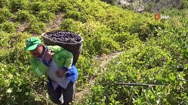 150-200 yıldır doğal yollarla yapılan üzüm pekmezine yoğun ilgi