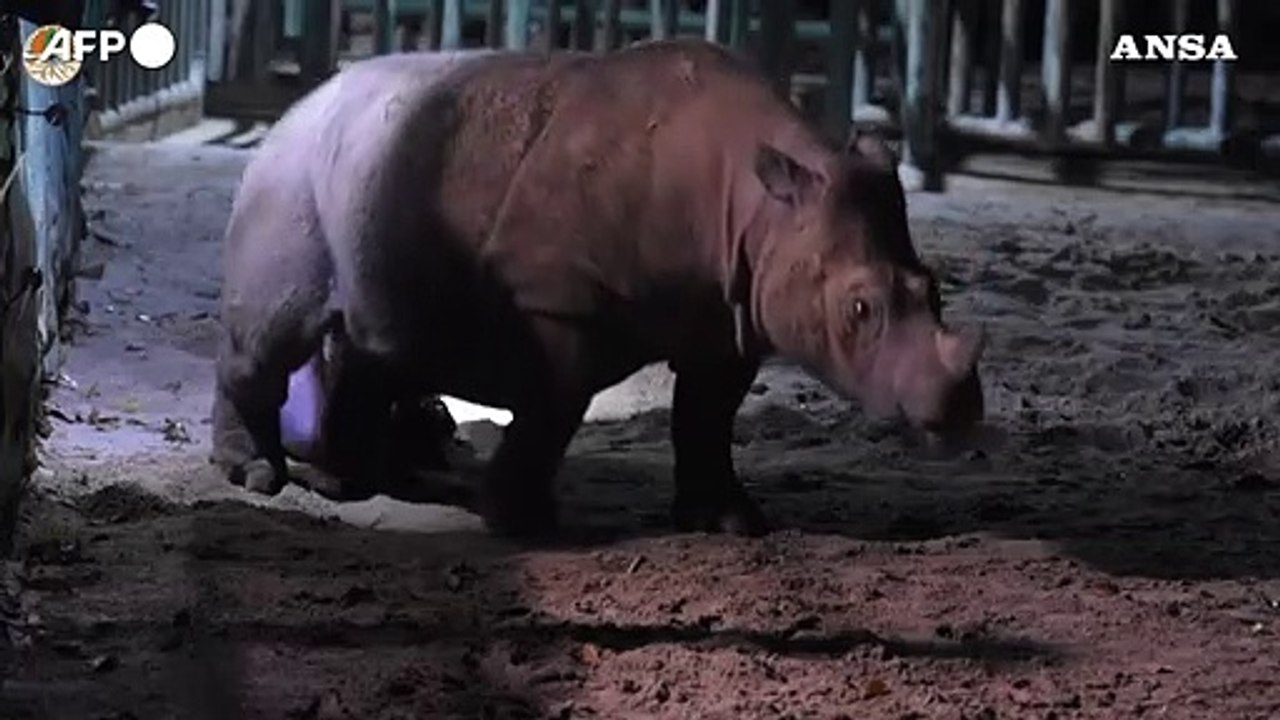 Indonesia, nato un cucciolo di rinoceronte di Sumatra al parco nazionale di Lampung