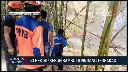 30 Hektar Kebun Bambu Di Pinrang Terbakar