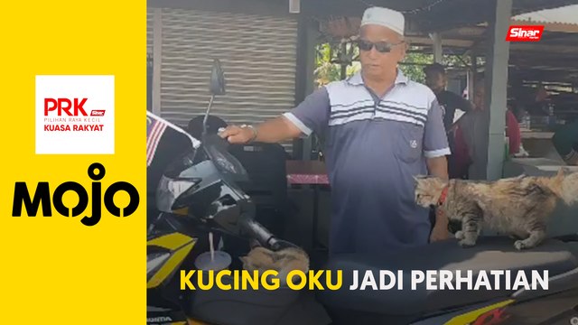 PRK Pelangai: Kiki, Lala kucing kurang upaya jadi perhatian