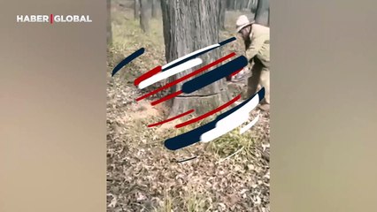 Ağacı kestiği an başına gelenlere inanamadı