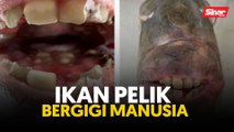 Ikan pelik bergigi manusia