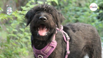 Cette adorable bouille grandit dans l'indifférence totale : qui craquera enfin pour ce bébé chien ?