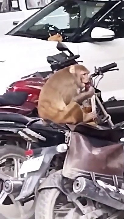 VIdeo: बाइक के डिग्गी में रखी थी दारू, बंदर निकाल कर लगा खोलने बोतल, Video देख हंस-हंसकर हो जाएंगे लोटपोट