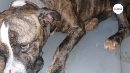 Vicini preoccupati per le condizioni di un cane: anche i poliziotti rimangono scioccati (Video)