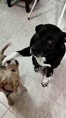 The Perfect Representation Of Having Siblings