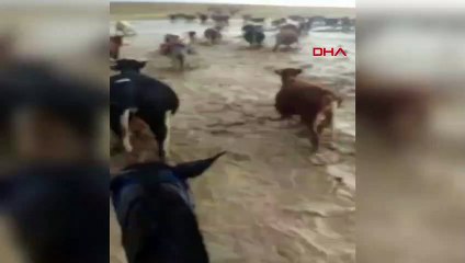 Aksaray'da Selde Mahsur Kalan Çobanlar ve Büyükbaşları