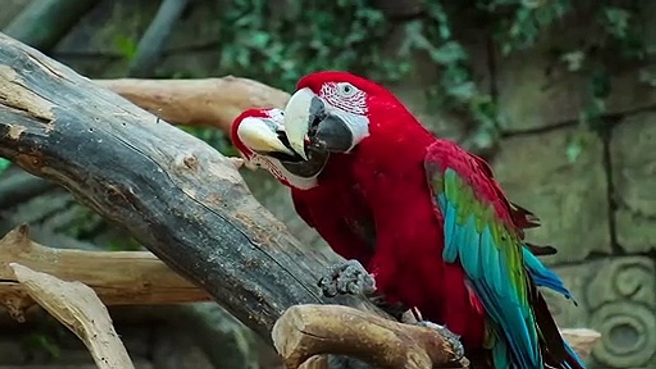 Parrot 