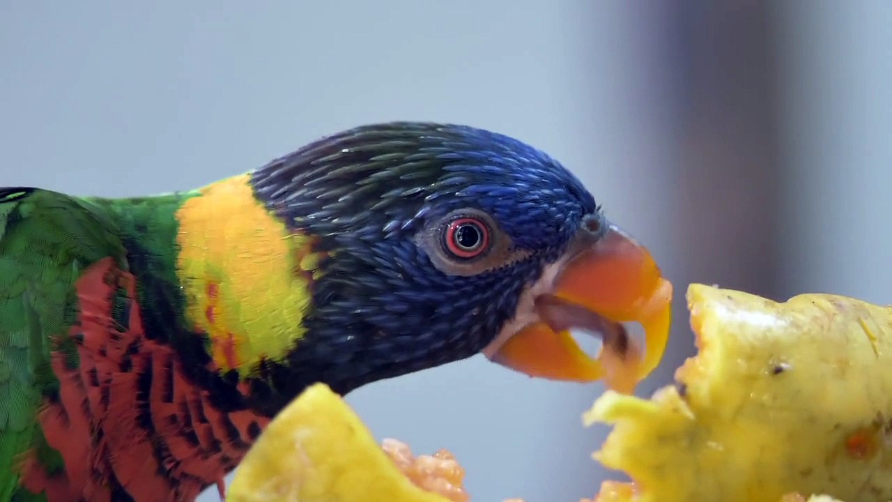 Parrot 