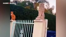 Aslan heykelini taklit eden kedi kahkahaya boğdu