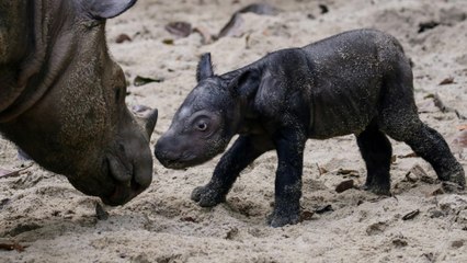 Seltenes Sumatra-Nashorn erblickt Licht der Welt