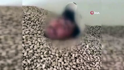 Siirt'te Fıstık Deposuna Giren Şüpheli Gözaltına Alındı