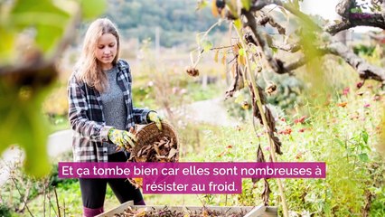 6 herbes aromatiques qui résistent au froid à planter en automne
