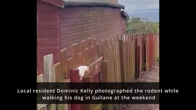 A rare albino squirrel has been spotted scampering around in East Lothian