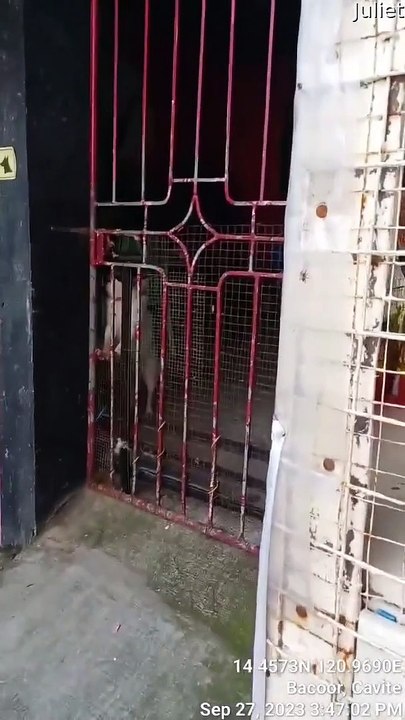 Un chien intelligent fait sa grande évasion