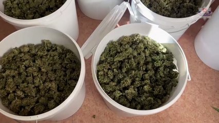 PONAD 14 KG NARKOTYKÓW PRZEJĘLI PUŁAWSCY KRYMINALNI.