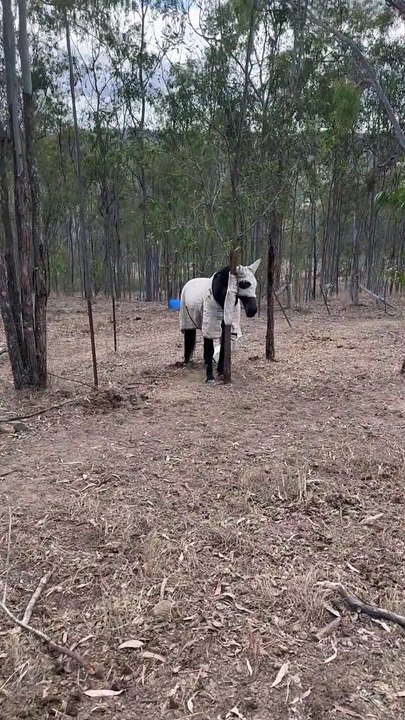 Horse Trapped On A Tree