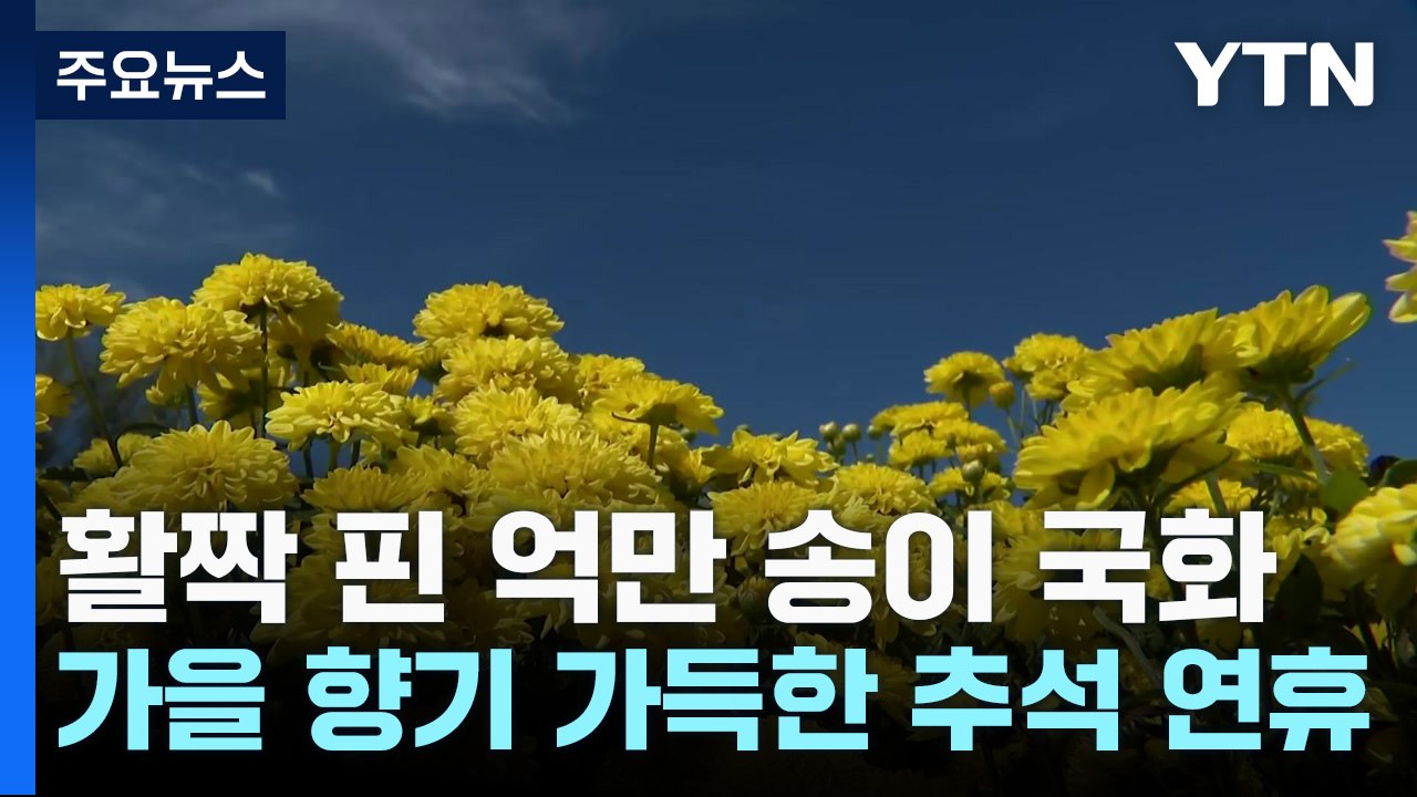 활짝 핀 억만 송이 국화...가을 향기 가득한 추석 연휴 / YTN