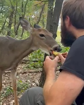 Man Feeds Wild Deer Pieces of Apple in Adorable Video