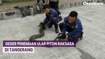 Geger Penemuan Ular Piton Raksasa di Kebun Warga Tangerang, Begini Penampakannya