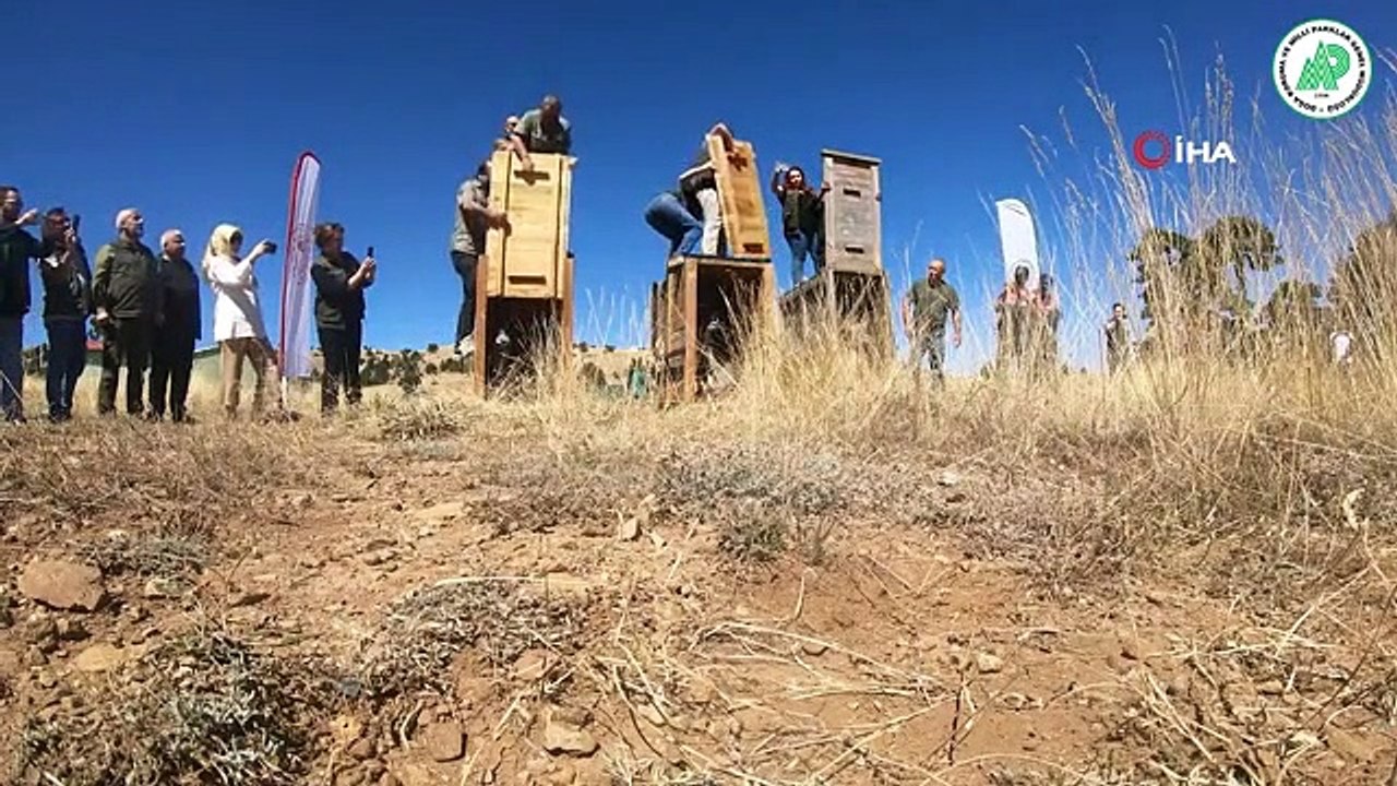 Trois cerfs élaphes ont été relâchés dans la nature à Burdur