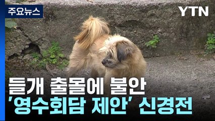 들개 출몰에 불안..."전국적인 조사 필요" / YTN