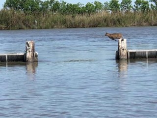 Il salto in lungo (spettacolare) della lince rossa