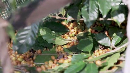 شاهد: أغلى أصناف القهوة في العالم مستخرجة من فضلات طائر الدرّاج