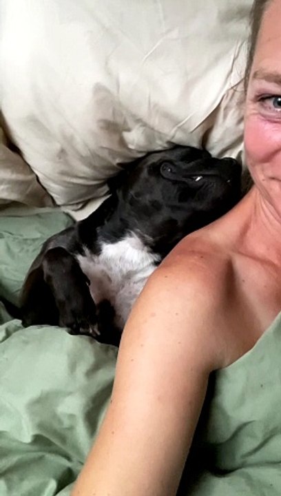 Snoring Staffy Has Comfortable Snooze