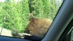 Yellowstone Grizzly Bear - 