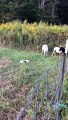 Border Collie Puppies Display Early Herding Instincts