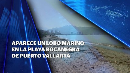 Aparece lobo marino en playa Boca Negra (VIDEO)