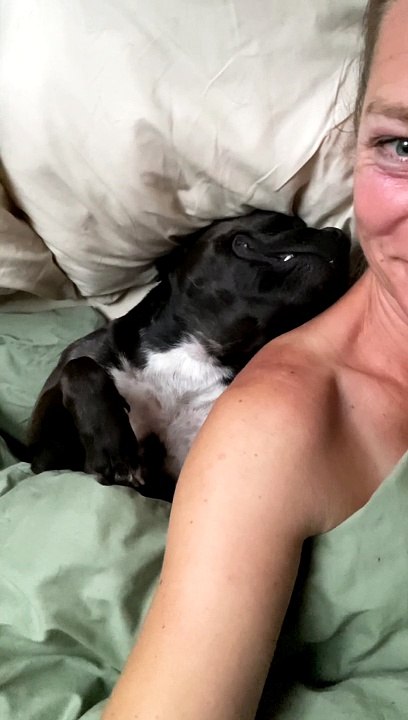 Snoring Staffy Has Comfortable Snooze