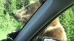 Yellowstone Grizzly Bear - 