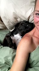 Snoring Staffy Has Comfortable Snooze