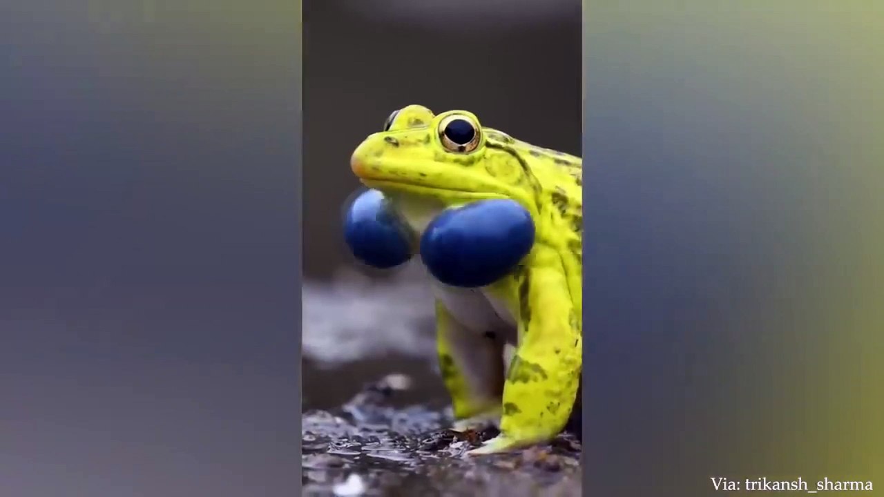animal funny videos 74