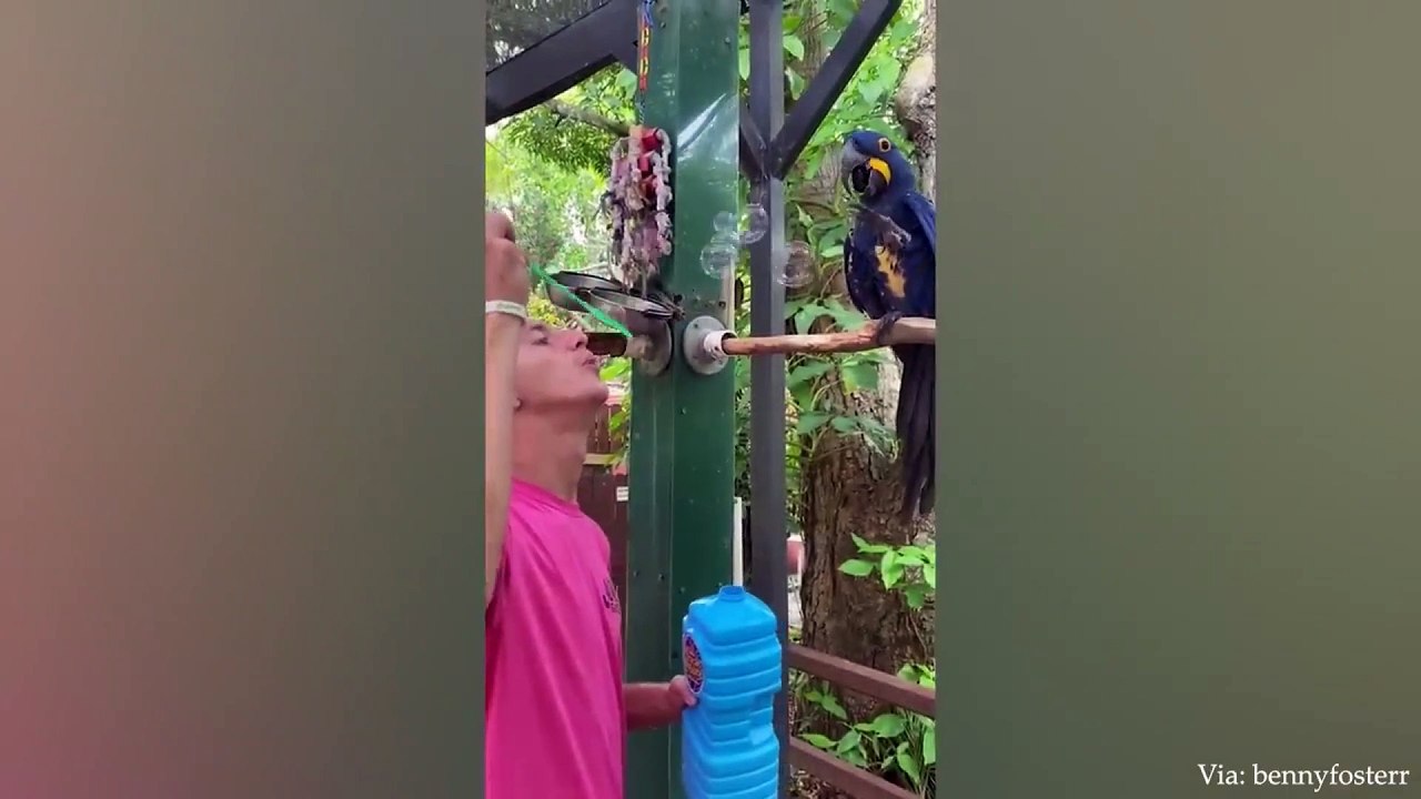 animal funny video 75