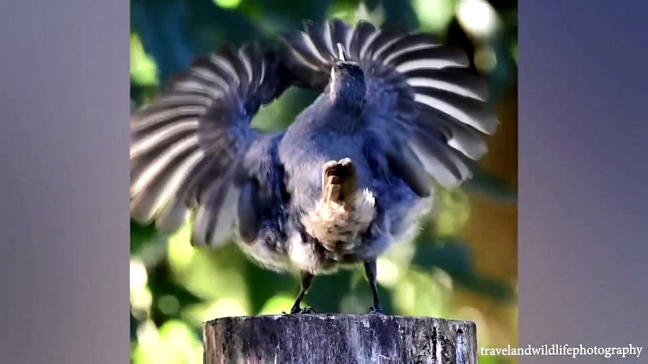 animal funny video 80