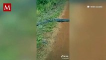 Anaconda de seis metros sorprende a habitantes cruzando un camino con más serpientes sobre ella