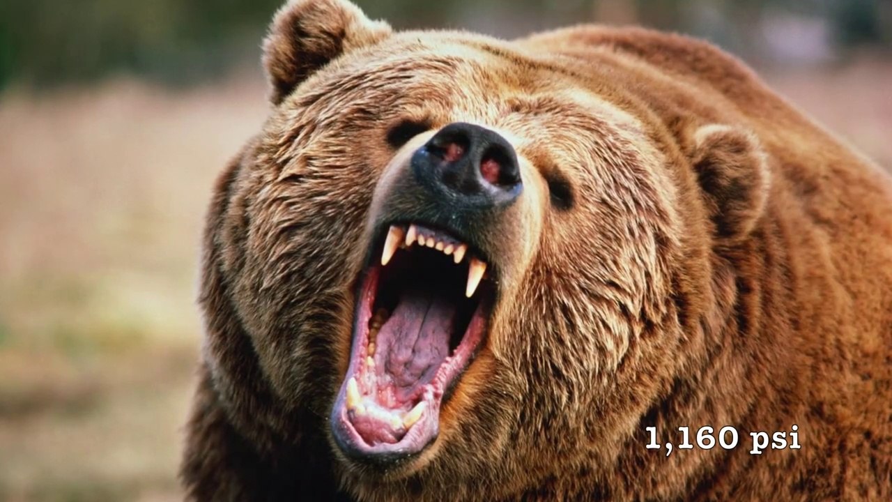 20 Animals with the Strongest Bite Force in the World