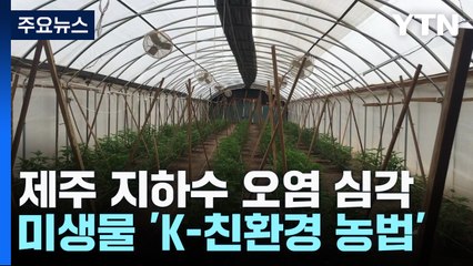 미생물 'K-친환경 농법'... 오염 감소·소출 증대로 수출까지! / YTN