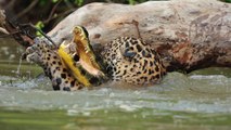 10 Animals that NOBODY Knows Hunt the Crocodile