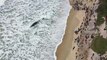 Morre baleia cachalote que encalhou em Florianópolis