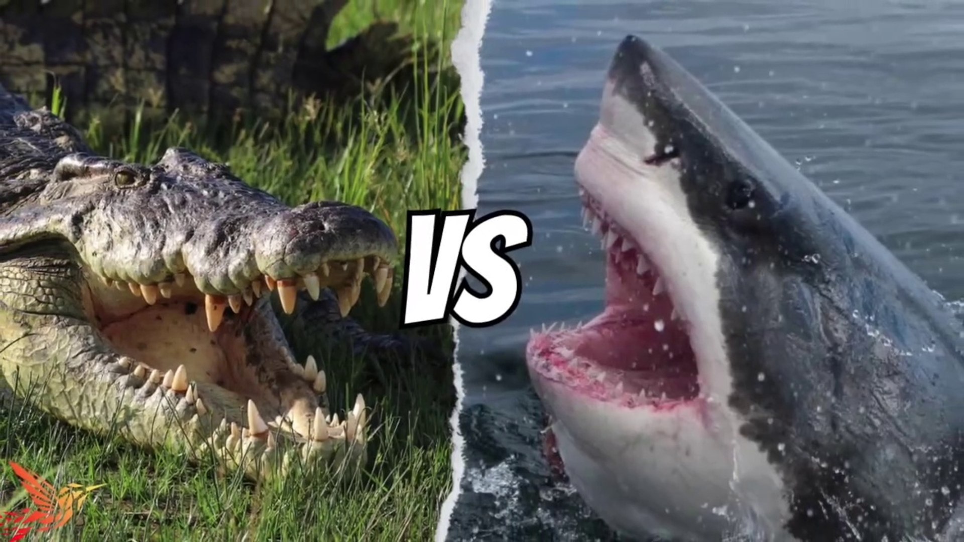 Saltwater Crocodile vs Great White Shark: Which ONE will Win in a Fight?, image size:1920x1080