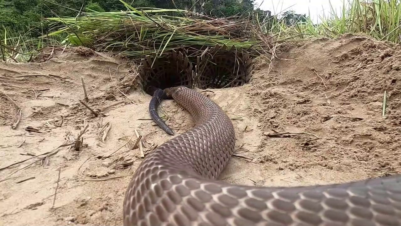 Cobra Vs Trap